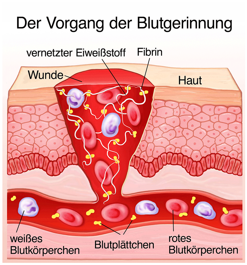 Blutgerinnung bei gesunden Menschen